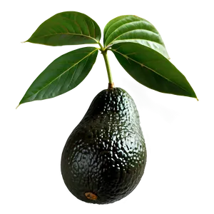 Avocado Branch PNG Gyk