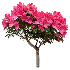 Azalea Flower Bush PNG 4 PNG