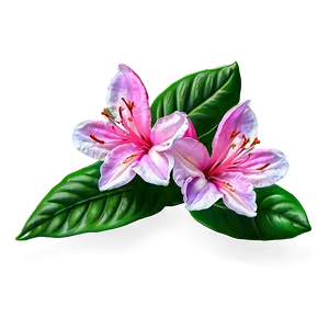 Azalea Flower Sketch PNG 05252024