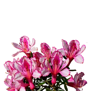 Azalea Flower Sketch PNG 05252024