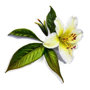 Azalea Flower Sketch PNG Rpp