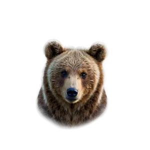 Baby Bear Face Png 06292024 PNG image