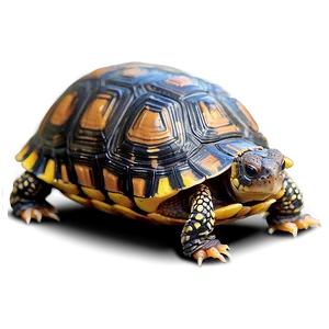 Baby Box Turtle Png Ibp9 PNG image