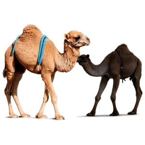 Baby Camel PNG Ihe36 PNG