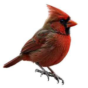 Baby Cardinal PNG 05242024