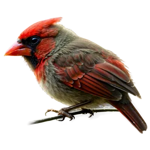 Baby Cardinal PNG 37