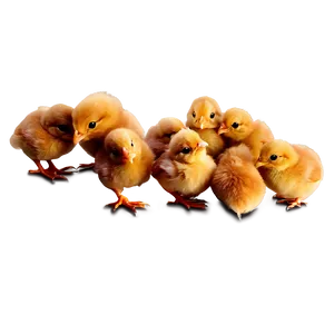 Baby Chicken PNG Pub