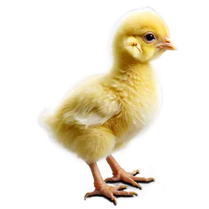 Baby Chicken Png Rcj65 PNG image