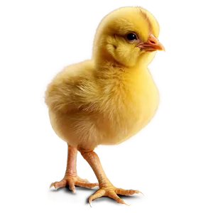 Baby Chicken PNG Rmr