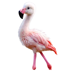Baby Flamingo Cute PNG Brb