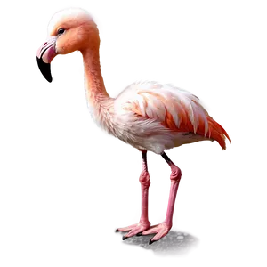 Baby Flamingo Cute PNG Hxu