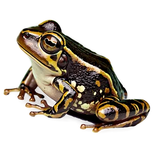 Baby Frog PNG Alv87 PNG