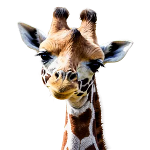 Baby Giraffe Cute PNG Dij16