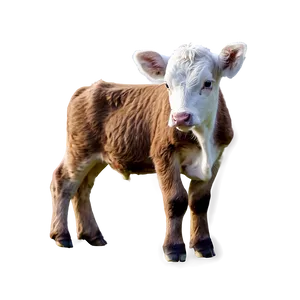 Baby Heifer Calf Png 06282024 PNG image