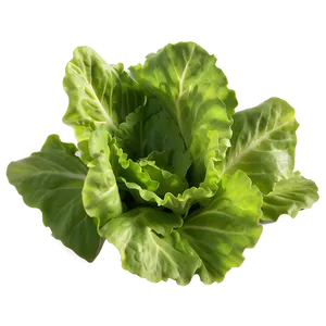 Baby Lettuce Leaves Png Jyn57 PNG image