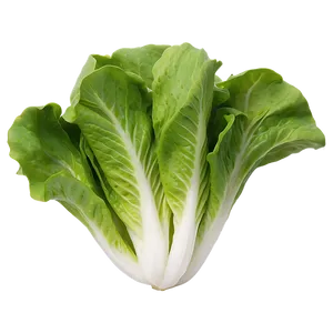 Baby Lettuce Leaves Png Qmp35 PNG image