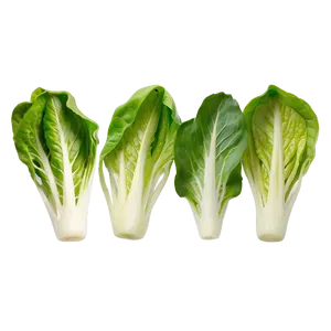 Baby Lettuce Leaves Png Rbv76 PNG image