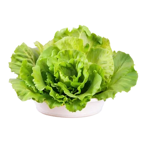 Baby Lettuce Leaves Png Vgc29 PNG image