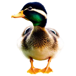 Baby Mallard Duck PNG 06262024 PNG
