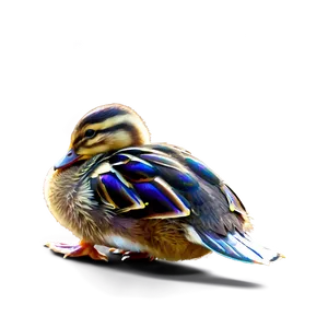 Baby Mallard Duck PNG Ndb