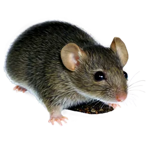 Baby Mouse PNG 31