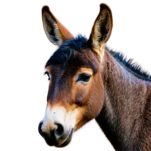 Baby Mule Picture Png 06292024 PNG image