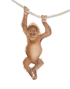 Baby Orangutan Hanging From Rope PNG image