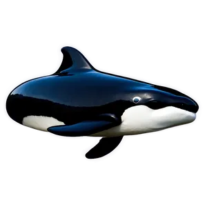 Baby Orca PNG Uim27
