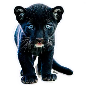 Baby Panthers Cub Png 06202024 PNG image