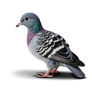 Baby Pigeon PNG 42