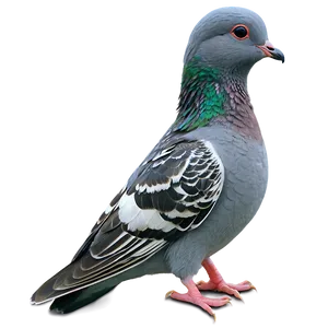Baby Pigeon Png 5 PNG image