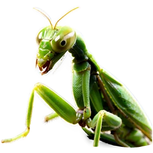 Baby Praying Mantis PNG 06122024
