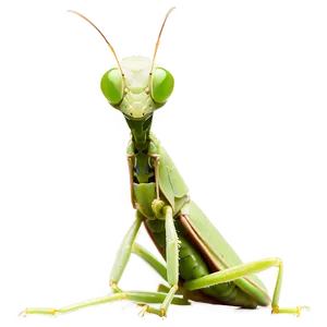 Baby Praying Mantis PNG Nyf66
