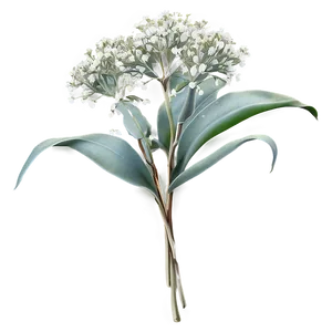 Baby's Breath And Eucalyptus PNG 29