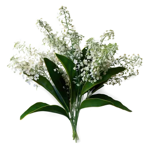 Baby's Breath And Eucalyptus PNG Dnx75 PNG
