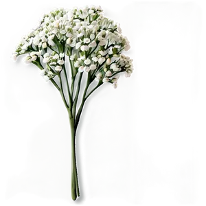 Baby's Breath Greeting Card PNG Ncm50 PNG
