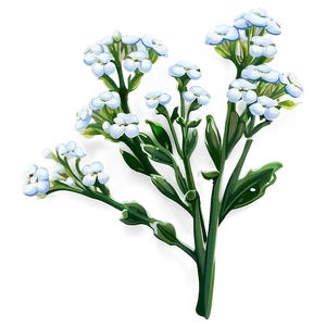 Baby's Breath In Morning Dew PNG 06212024 PNG