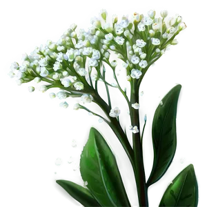 Baby's Breath In Morning Dew PNG 94 PNG