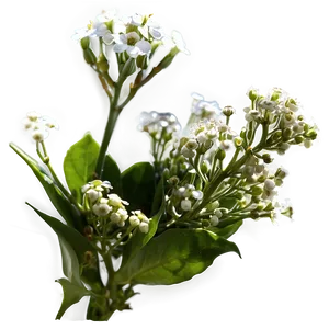 Baby's Breath In Sunlight PNG Oqt56 PNG