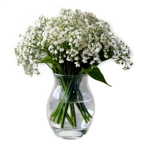 Baby's Breath In Vase Png Ndc PNG image