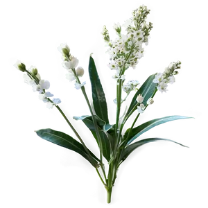 Baby's Breath In Wildflower Mix PNG Ris