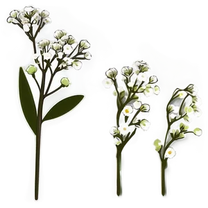 Baby's Breath On White Background PNG 06212024