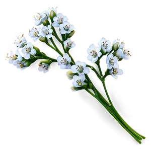 Baby's Breath On White Background PNG 48