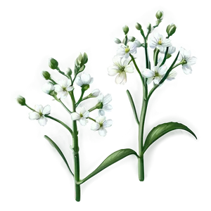Baby's Breath On White Background PNG Tur PNG