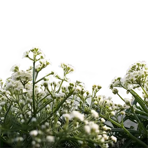 Baby's Breath Under Sunshine PNG 39