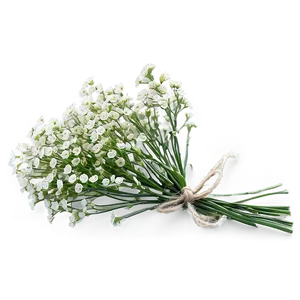 Baby's Breath Under Sunshine PNG Phu PNG