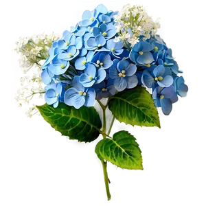 Baby's Breath With Hydrangeas PNG Jwd