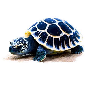 Baby Sea Turtle Hatchling Png Jjn PNG image