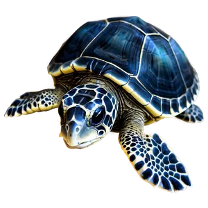 Baby Sea Turtle Hatchling PNG Urj PNG