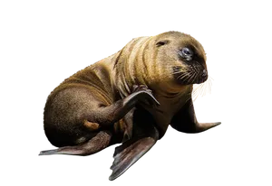 Baby Seal Black Background